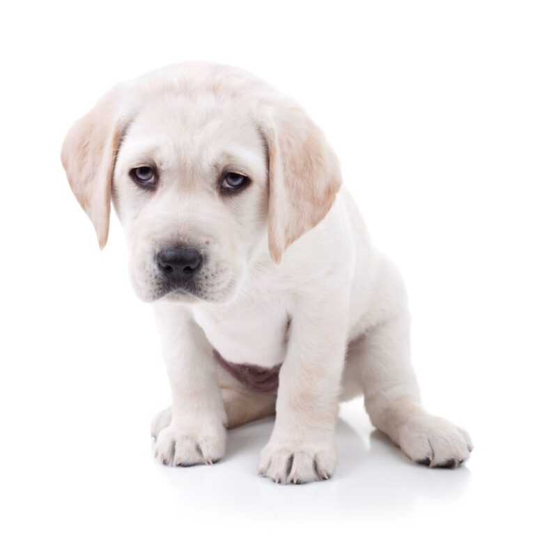 early-treatment-key-to-puppy-s-survival-from-muo-diagnosis