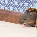 Vulgaris,House,Mouse,(mus,Musculus),Gets,Into,The,Room,Through