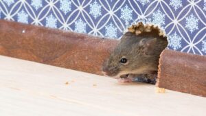 Vulgaris,House,Mouse,(mus,Musculus),Gets,Into,The,Room,Through