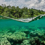 exploring-raja-ampat-sacred-coral-reefs-at-risk