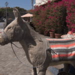 family-fights-to-save-iconic-olvera-street-donkey-stand-ahead-of-trial