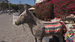 family-fights-to-save-iconic-olvera-street-donkey-stand-ahead-of-trial