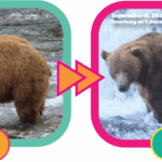 fat-bear-week-2025-kicks-off-vote-for-your-favorite-bear-now-