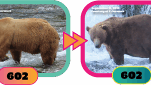 fat-bear-week-2025-kicks-off-vote-for-your-favorite-bear-now-