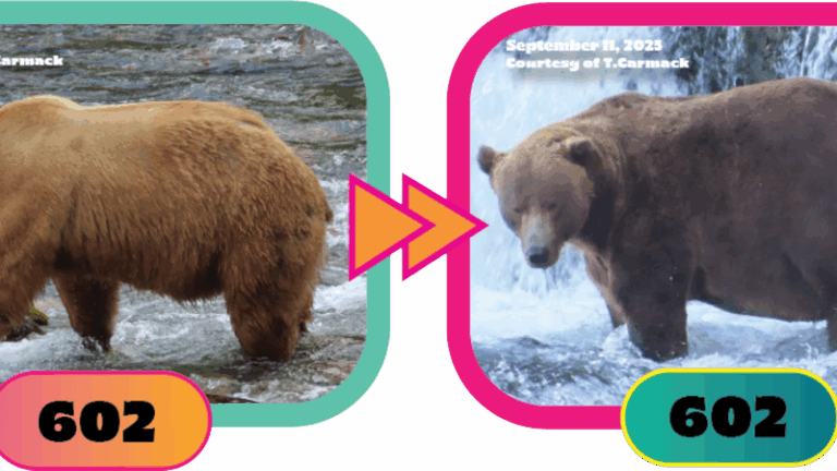 fat-bear-week-2025-kicks-off-vote-for-your-favorite-bear-now-