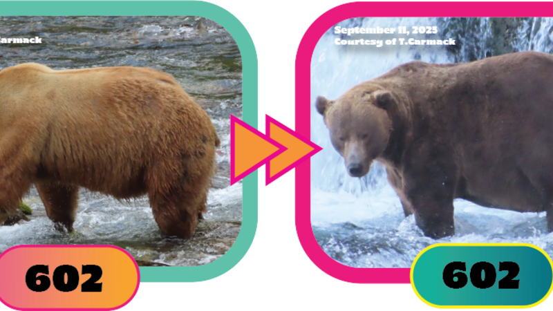fat-bear-week-2025-kicks-off-vote-for-your-favorite-bear-now-
