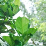 fiddle-leaf-fig-surprises-thriving-outdoors-in-california-now