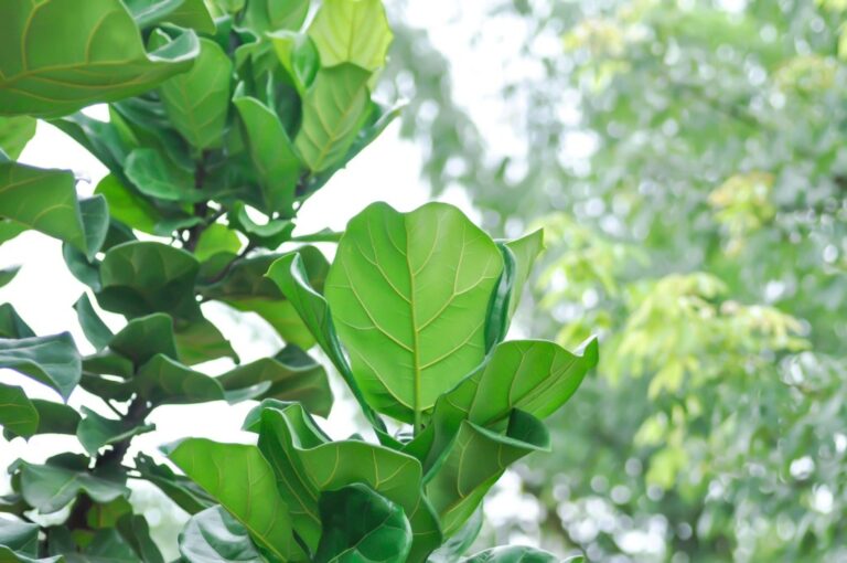 fiddle-leaf-fig-surprises-thriving-outdoors-in-california-now