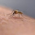 first-death-from-eastern-equine-encephalitis-in-south-carolina-in-20-years