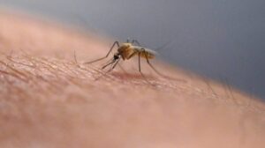 first-death-from-eastern-equine-encephalitis-in-south-carolina-in-20-years