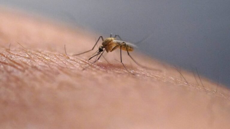 first-death-from-eastern-equine-encephalitis-in-south-carolina-in-20-years