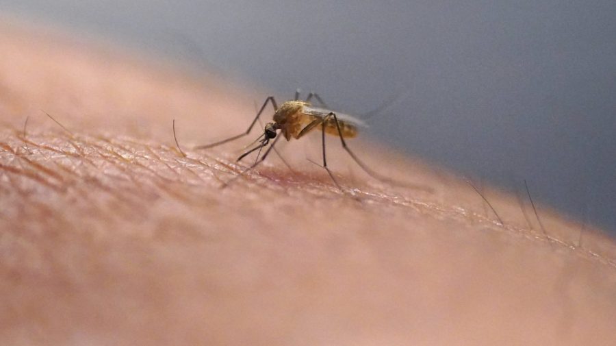 first-death-from-eastern-equine-encephalitis-in-south-carolina-in-20-years