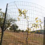 get-your-free-tree-sapling-in-kent-county-on-oct-11-