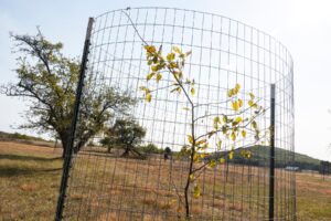 get-your-free-tree-sapling-in-kent-county-on-oct-11-