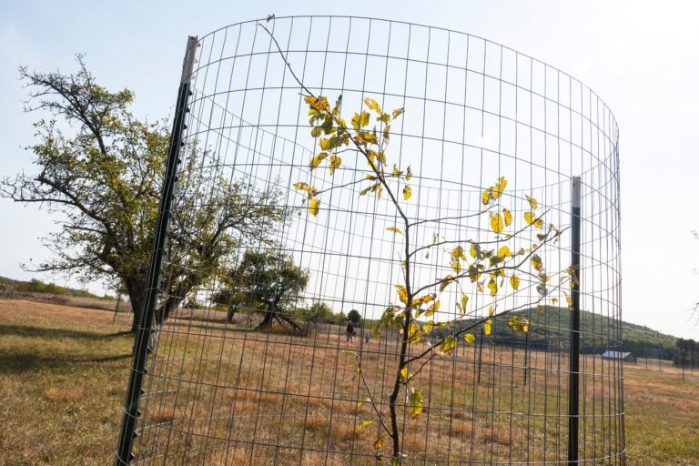 get-your-free-tree-sapling-in-kent-county-on-oct-11-
