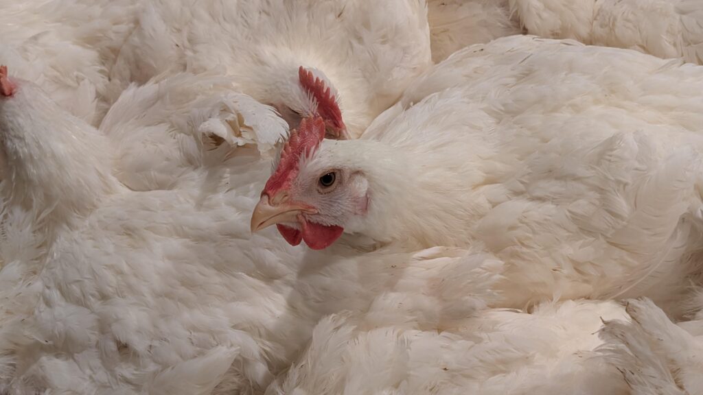 gtri-innovates-climate-control-technologies-for-poultry-farmers