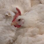 gtri-innovates-climate-control-technologies-for-poultry-farmers