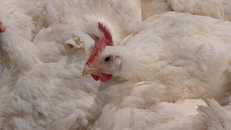 gtri-innovates-climate-control-technologies-for-poultry-farmers