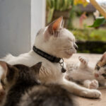 heartwarming-moment-cat-takes-in-orphan-kitten-sparks-viral-love