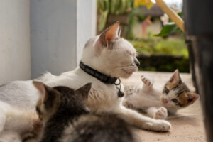 heartwarming-moment-cat-takes-in-orphan-kitten-sparks-viral-love