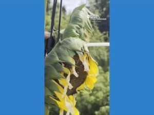 indiana-gardener-achieves-record-with-35-foot-tall-sunflower