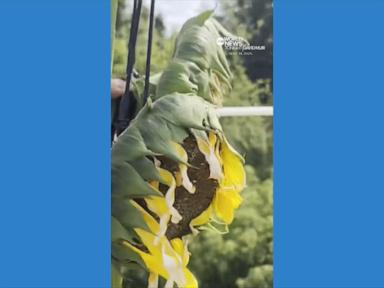 indiana-gardener-achieves-record-with-35-foot-tall-sunflower