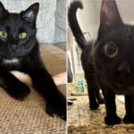 kitten-with-unique-eyes-goes-viral-on-tiktok-captivates-millions