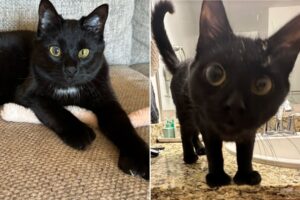 kitten-with-unique-eyes-goes-viral-on-tiktok-captivates-millions