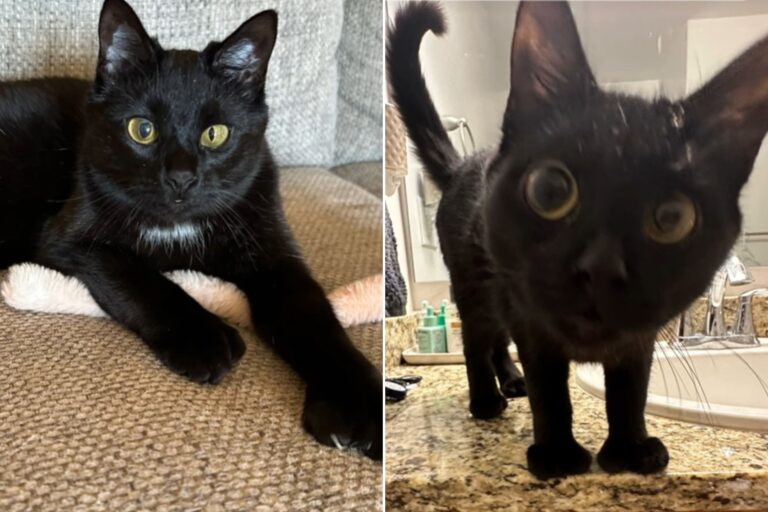 kitten-with-unique-eyes-goes-viral-on-tiktok-captivates-millions