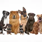 major-study-links-dog-behavior-to-health-insights-for-47-000-pets