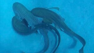 marine-biologists-capture-rare-shark-mating-scene-on-camera
