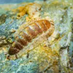 marine-mollusks-inspire-breakthroughs-in-battery-technologies