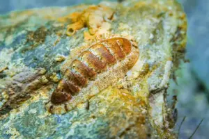 marine-mollusks-inspire-breakthroughs-in-battery-technologies