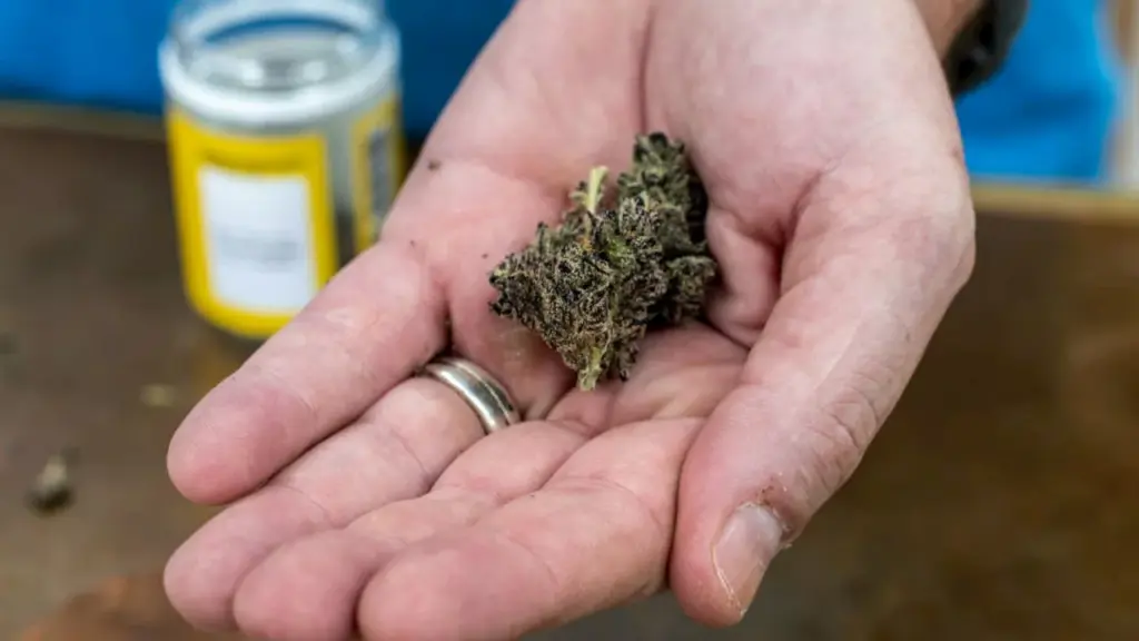 new-study-reveals-high-thc-levels-impact-egg-quality-and-fertility