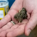 new-study-reveals-high-thc-levels-impact-egg-quality-and-fertility