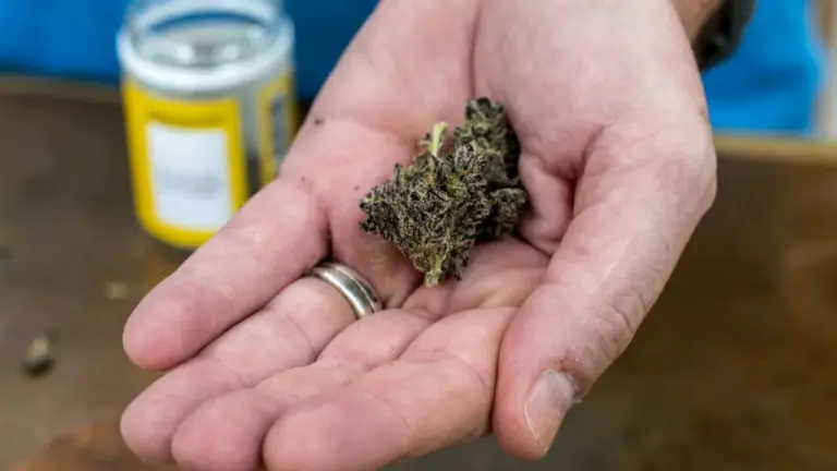 new-study-reveals-high-thc-levels-impact-egg-quality-and-fertility