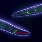 new-study-reveals-how-c-elegans-pass-down-longevity-traits