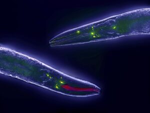 new-study-reveals-how-c-elegans-pass-down-longevity-traits