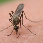 north-dakota-reports-surge-in-west-nile-virus-cases