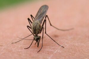 north-dakota-reports-surge-in-west-nile-virus-cases