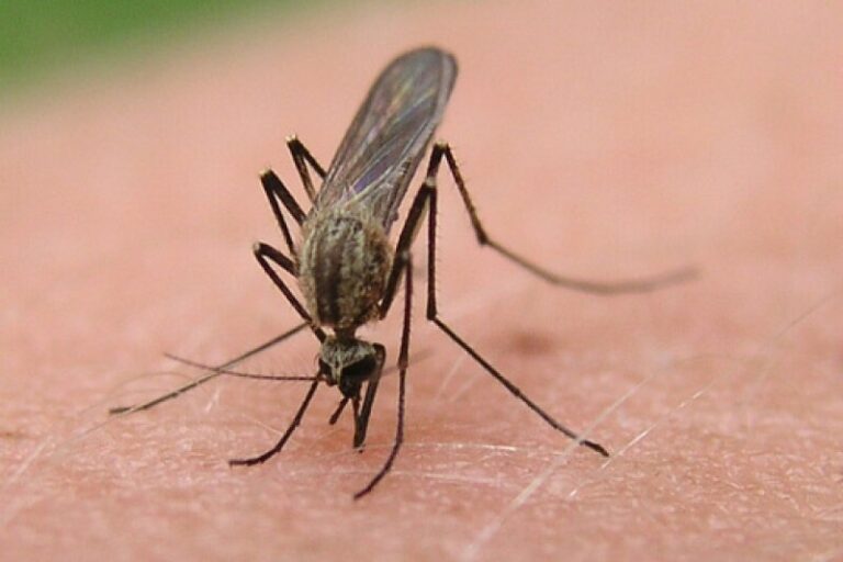 north-dakota-reports-surge-in-west-nile-virus-cases