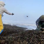 paralytic-toxin-forces-halt-of-oregon-coast-mussel-harvest