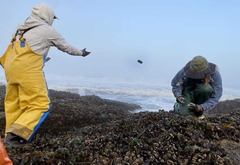 paralytic-toxin-forces-halt-of-oregon-coast-mussel-harvest