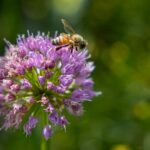 pollen-counts-surge-in-chicago-triggering-severe-allergy-season