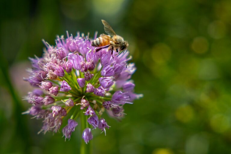 pollen-counts-surge-in-chicago-triggering-severe-allergy-season