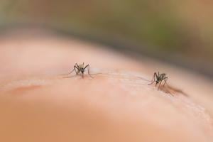 researchers-decode-why-some-people-attract-more-mosquitoes
