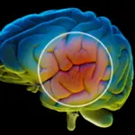 researchers-identify-brain-protein-that-could-reverse-memory-loss
