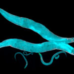 researchers-reveal-cytoplasm-as-a-crowded-concert-hall