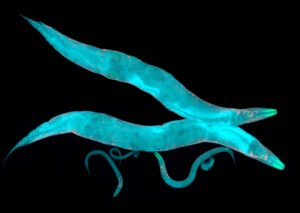 researchers-reveal-cytoplasm-as-a-crowded-concert-hall