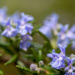 Close-up of blue blossoms of rosemary (rosmarinus officialis)